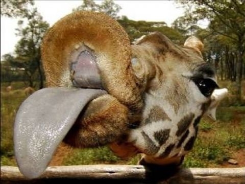 Birbirinden ilginç şaşırtıcı bilgiler 8