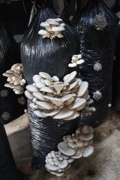 İşçiliği bırakıp mantar üreticisi oldu 10