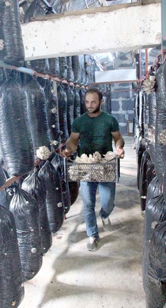 İşçiliği bırakıp mantar üreticisi oldu 4