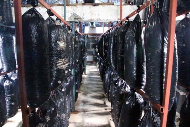 İşçiliği bırakıp mantar üreticisi oldu 5