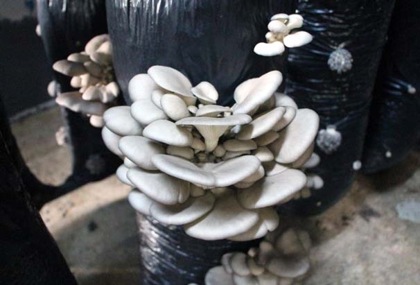 İşçiliği bırakıp mantar üreticisi oldu 8