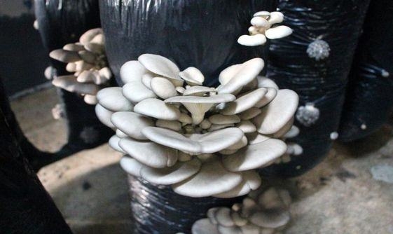 İşçiliği bırakıp mantar üreticisi oldu 9