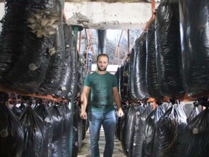 İşçiliği bırakıp mantar üreticisi oldu