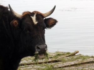Van'dan güzel kareler
