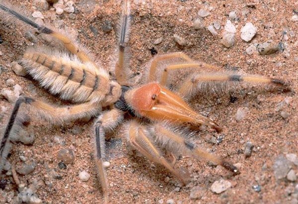 Güneş battıktan sonra ortaya çıkıyor! 10