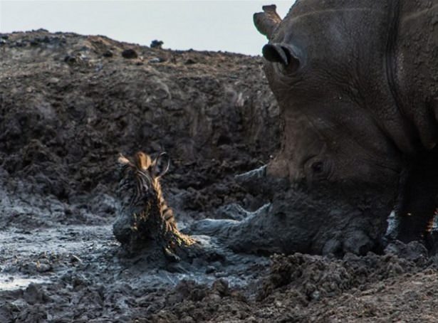 Güneş battıktan sonra ortaya çıkıyor! 102