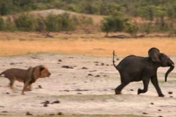 Güneş battıktan sonra ortaya çıkıyor! 103