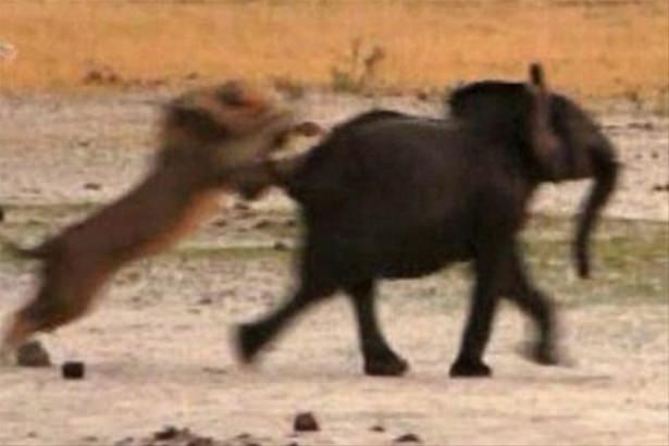 Güneş battıktan sonra ortaya çıkıyor! 104