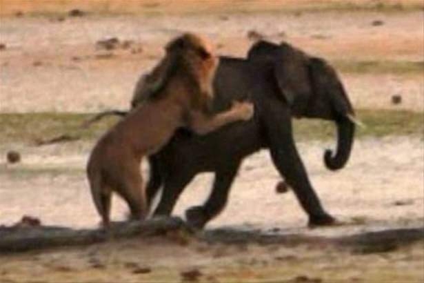 Güneş battıktan sonra ortaya çıkıyor! 105