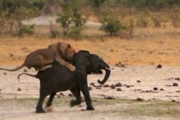 Güneş battıktan sonra ortaya çıkıyor! 106