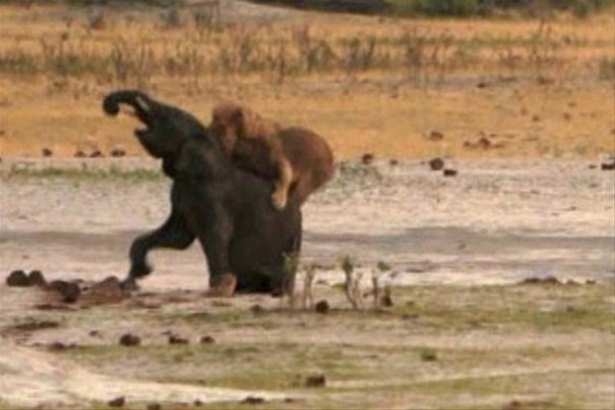 Güneş battıktan sonra ortaya çıkıyor! 107