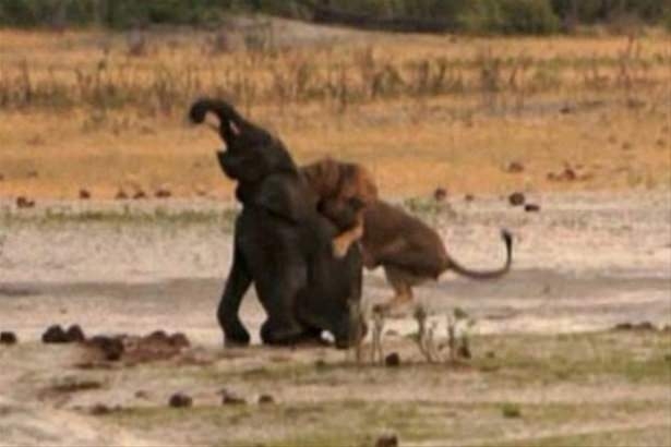 Güneş battıktan sonra ortaya çıkıyor! 108