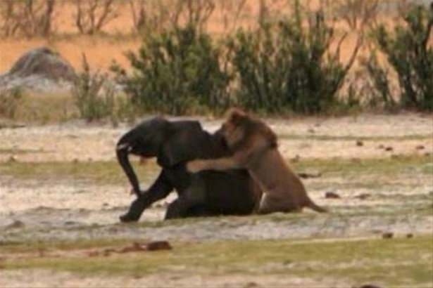 Güneş battıktan sonra ortaya çıkıyor! 109