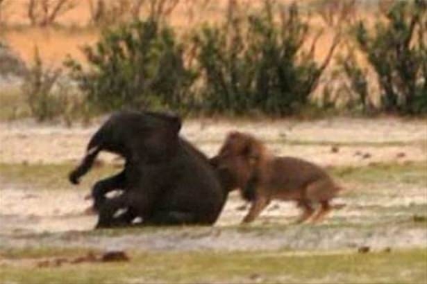 Güneş battıktan sonra ortaya çıkıyor! 110