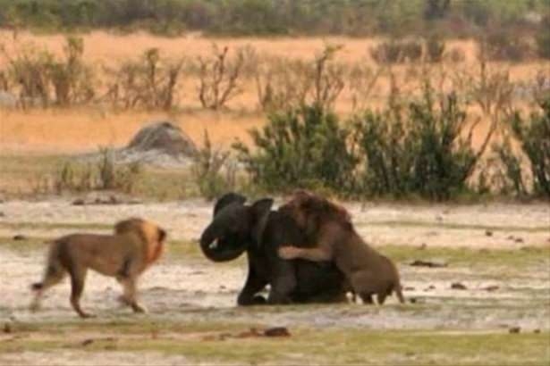 Güneş battıktan sonra ortaya çıkıyor! 111