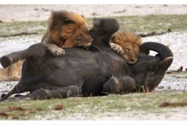 Güneş battıktan sonra ortaya çıkıyor! 112