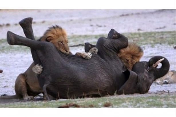 Güneş battıktan sonra ortaya çıkıyor! 113