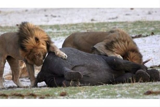 Güneş battıktan sonra ortaya çıkıyor! 114