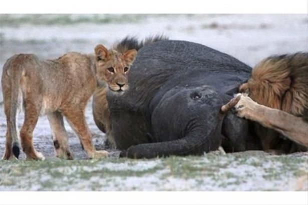 Güneş battıktan sonra ortaya çıkıyor! 115