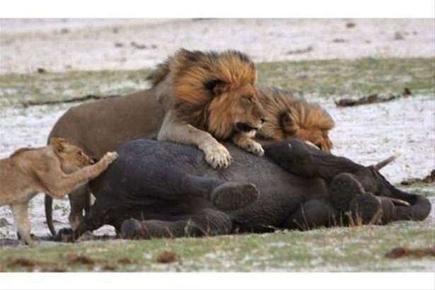 Güneş battıktan sonra ortaya çıkıyor! 116