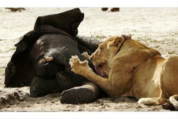 Güneş battıktan sonra ortaya çıkıyor! 117