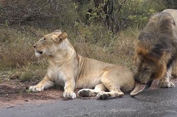 Güneş battıktan sonra ortaya çıkıyor! 118