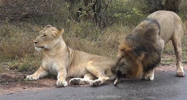 Güneş battıktan sonra ortaya çıkıyor! 119