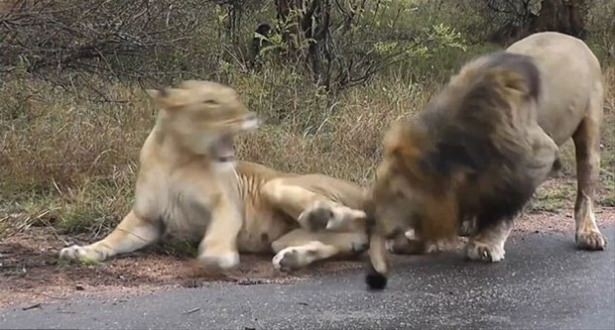 Güneş battıktan sonra ortaya çıkıyor! 120