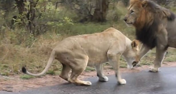 Güneş battıktan sonra ortaya çıkıyor! 121