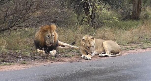 Güneş battıktan sonra ortaya çıkıyor! 122