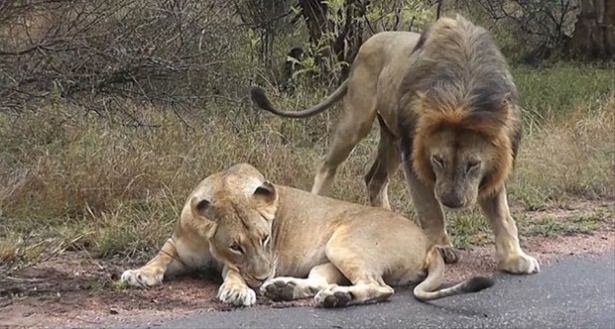 Güneş battıktan sonra ortaya çıkıyor! 123