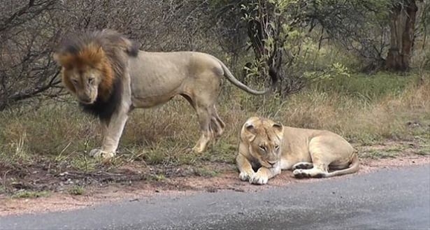 Güneş battıktan sonra ortaya çıkıyor! 124