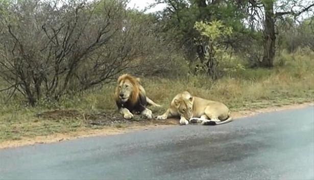 Güneş battıktan sonra ortaya çıkıyor! 125