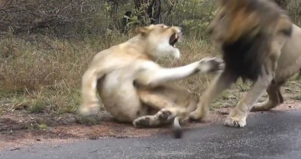 Güneş battıktan sonra ortaya çıkıyor! 126