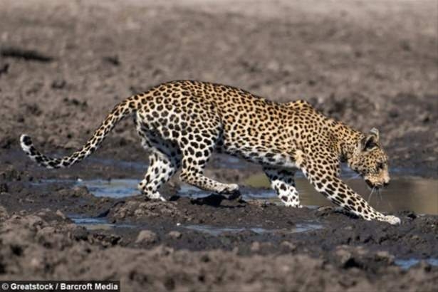Güneş battıktan sonra ortaya çıkıyor! 127