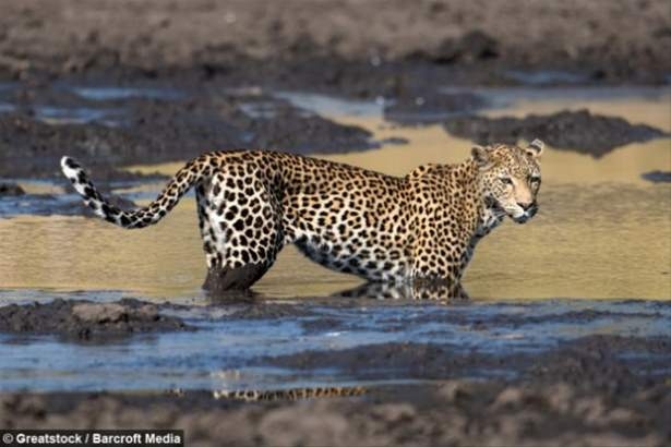 Güneş battıktan sonra ortaya çıkıyor! 128