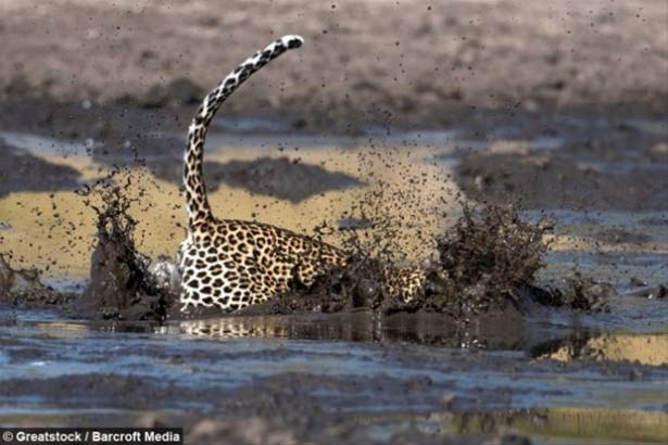 Güneş battıktan sonra ortaya çıkıyor! 129