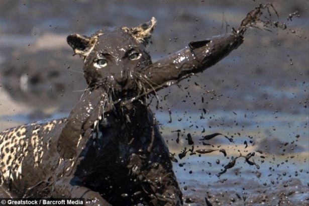 Güneş battıktan sonra ortaya çıkıyor! 130