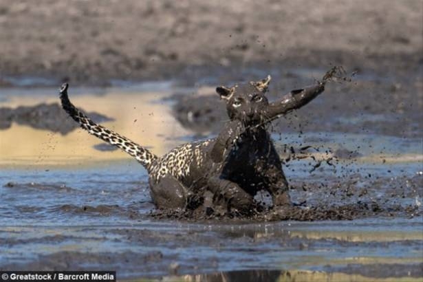 Güneş battıktan sonra ortaya çıkıyor! 131