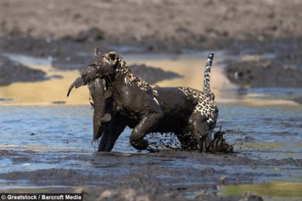 Güneş battıktan sonra ortaya çıkıyor! 132