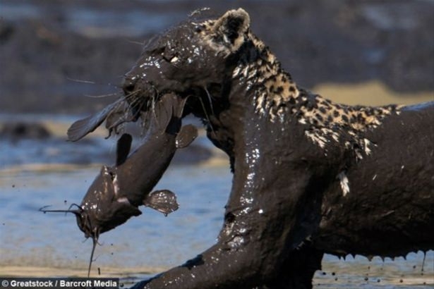 Güneş battıktan sonra ortaya çıkıyor! 133