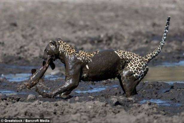 Güneş battıktan sonra ortaya çıkıyor! 134