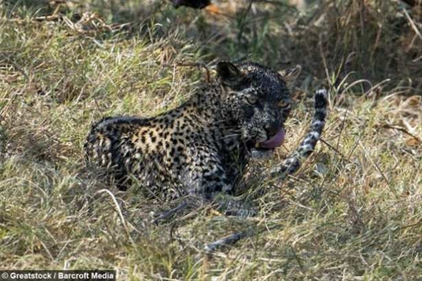 Güneş battıktan sonra ortaya çıkıyor! 135