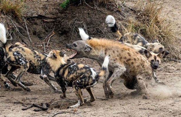 Güneş battıktan sonra ortaya çıkıyor! 139