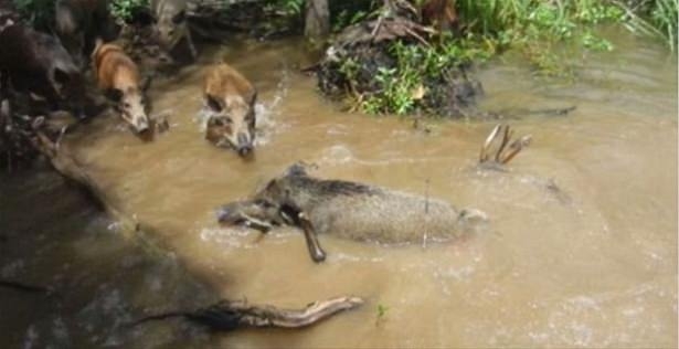 Güneş battıktan sonra ortaya çıkıyor! 144