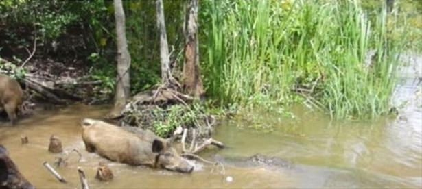 Güneş battıktan sonra ortaya çıkıyor! 148