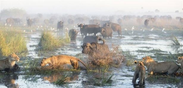 Güneş battıktan sonra ortaya çıkıyor! 158