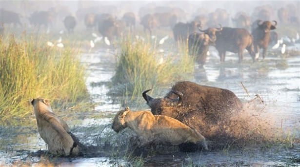 Güneş battıktan sonra ortaya çıkıyor! 159