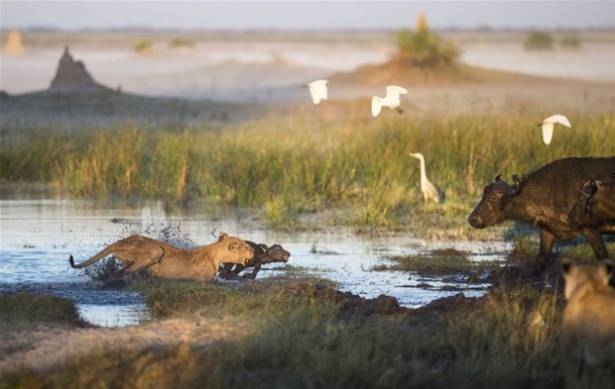 Güneş battıktan sonra ortaya çıkıyor! 160