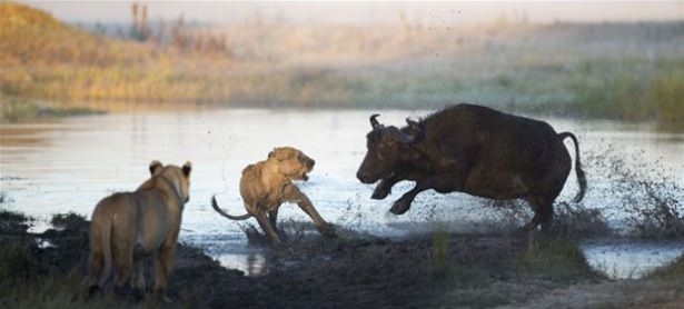 Güneş battıktan sonra ortaya çıkıyor! 161